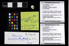 Foto (Objekt + Etikett) von Goniodromites sp.  (NHMW-GEO-2017-0089-0064c)